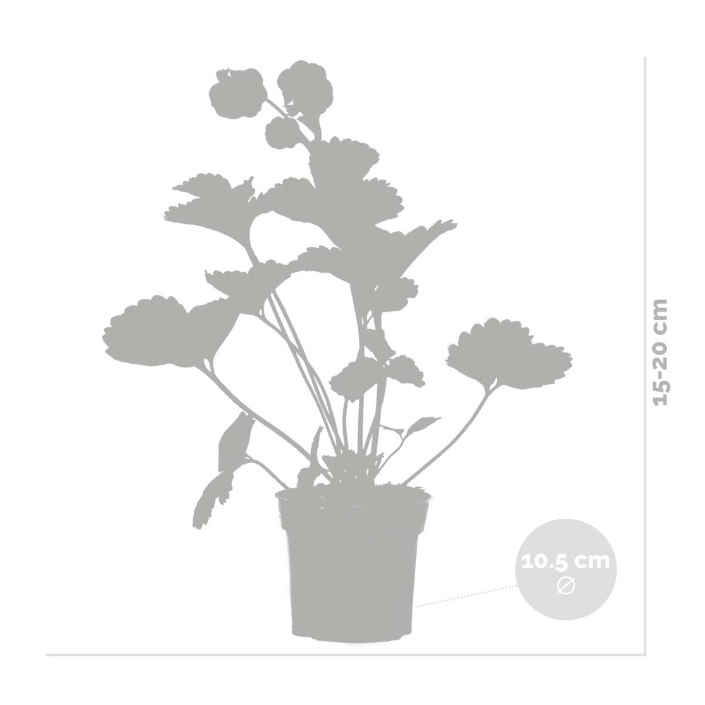 3x fragaria summer breeze mix – fraisier – facile d'entretien – ⌀10,5 cm - ↕15-20 cm