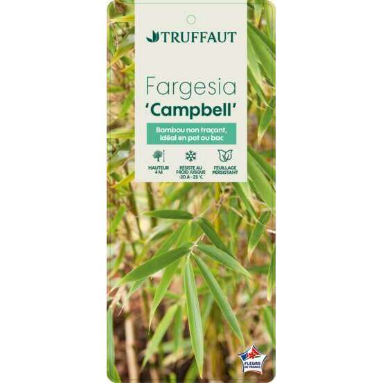 Bambou non-traçant fargesia robusta 'Campbell': pot de 5 litres
