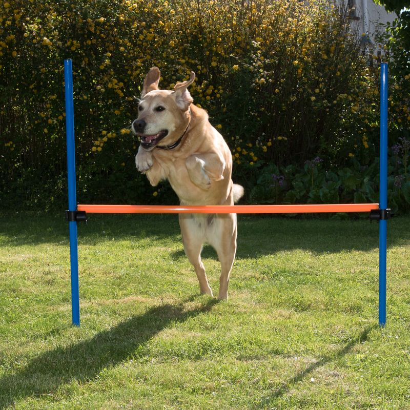 Cerceau Agility Fun & Sport à prix discount sur bitiba.fr