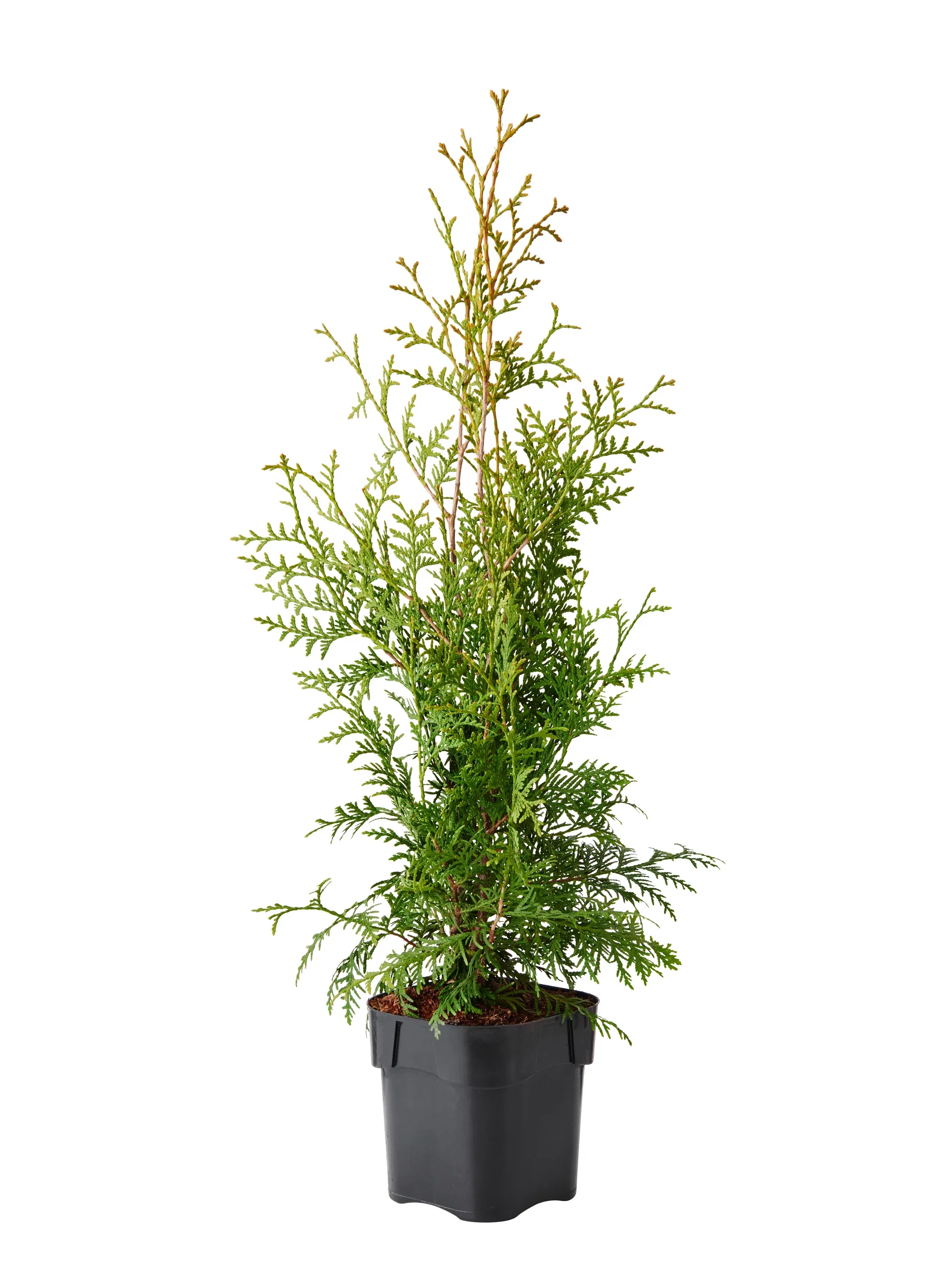 Thuja occidentalis 'Brabant' Tuja 'Brabant' Høyde 50-70 cm