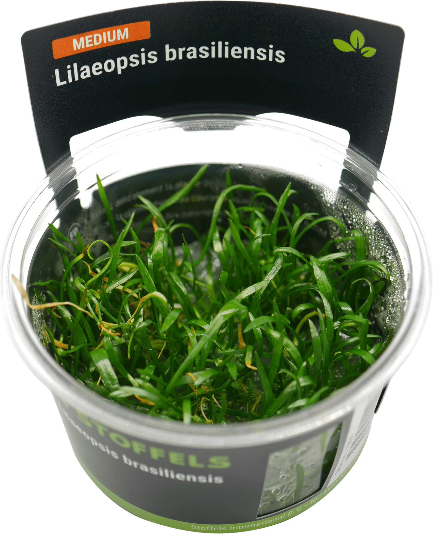 Waterplant Lilaeopsis brasiliensis in-vitro | Bodembedekker