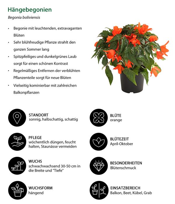 Beet- & Balkonpflanzen-Set Schattengarten,