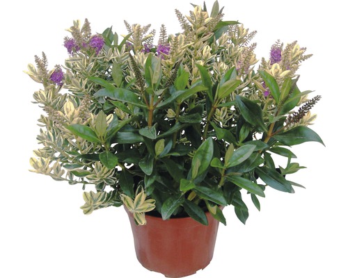Struikveronica FloraSelf Hebe andersonii 'Twin' Ø 23 cm pot