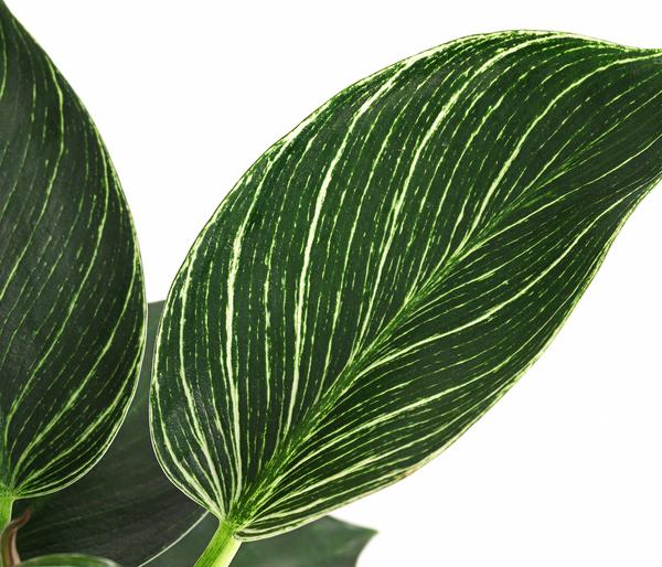 Baumfreund - Philodendron 'White Wave'