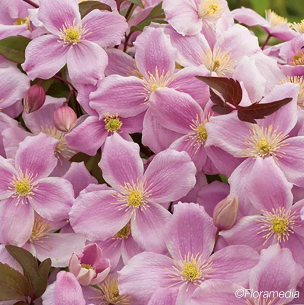 Clématite 'new dawn' - clematis montana 3l