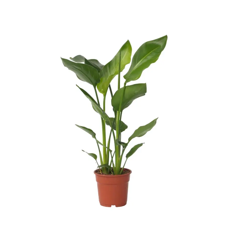 Paradijsvogelplant - Strelitzia nicolai - Hoogte 55-70cm - ⌀17cm