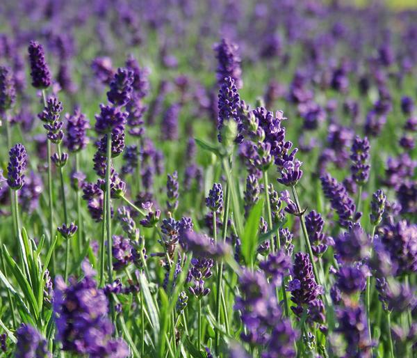 Bio Lavendel 'Hidcote Blue'