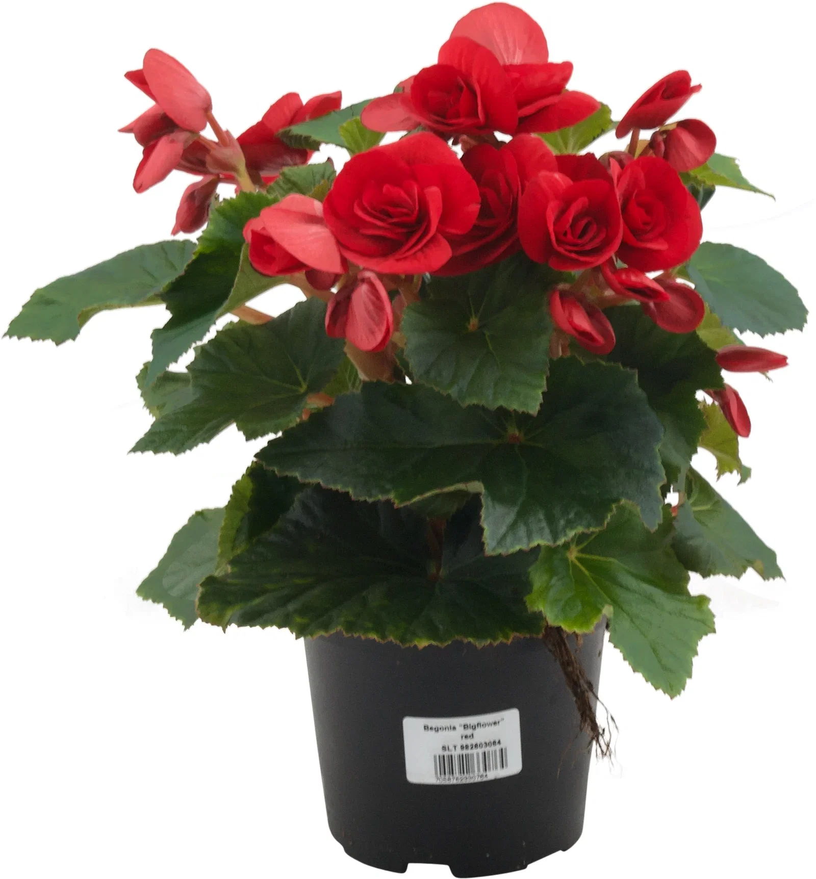 Begonia Bigflower Red 12cm Begonia Høyde 25 cm