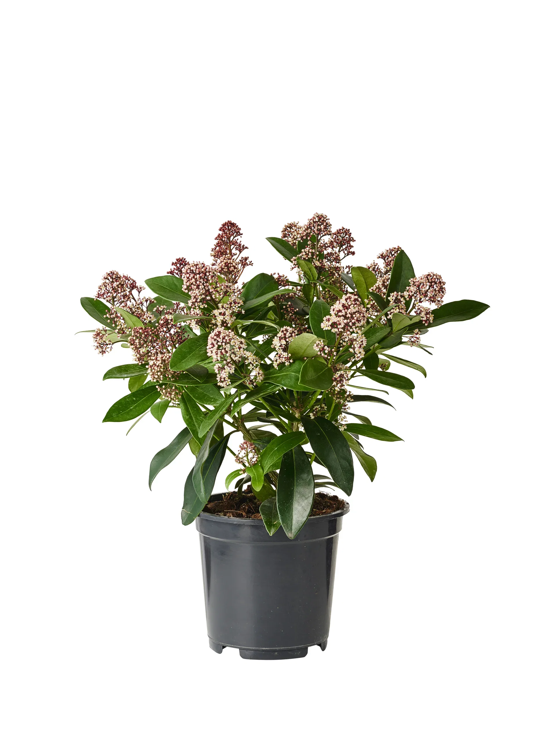 Skimmia japonica 'Rubella' Skimmia japonica 'Rubella' Ø17 cm