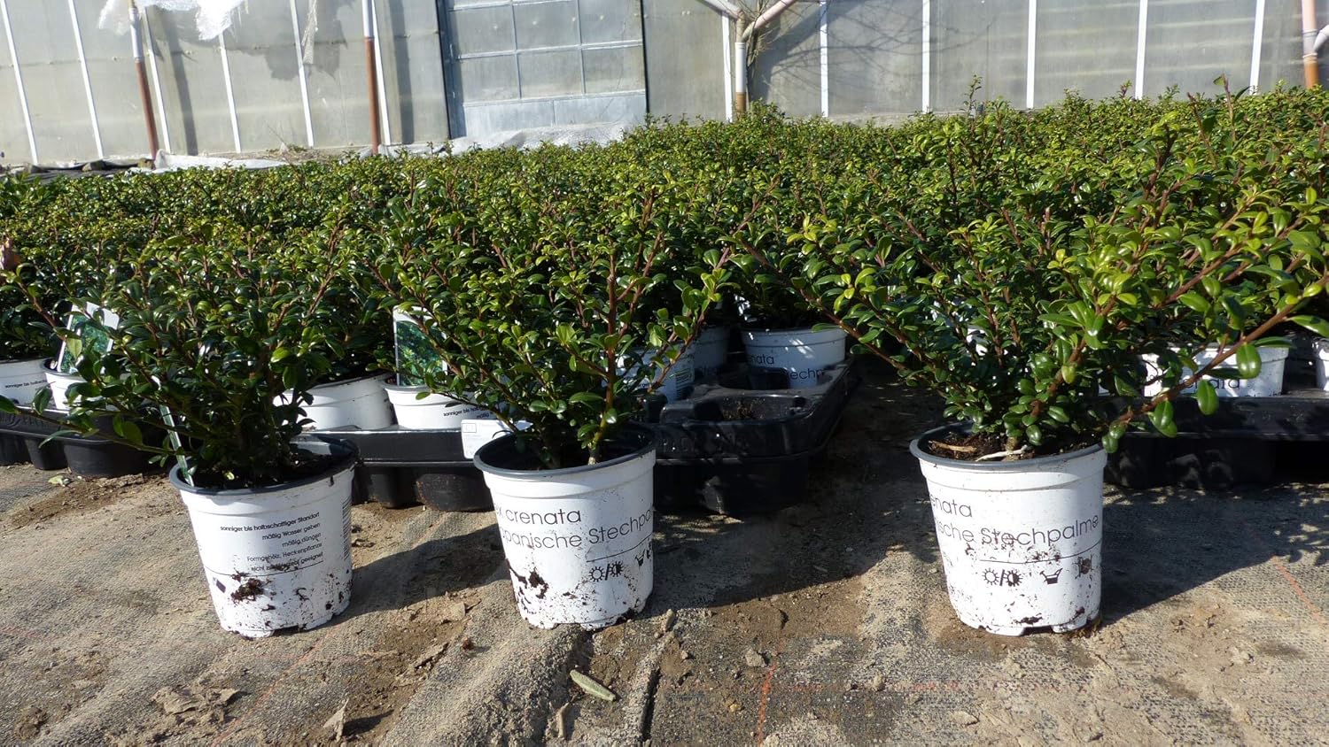 100 Stück Ilex crenata Stokes Heckenpflanze 20 cm Buchsbaum Ersatz winterhart + robust