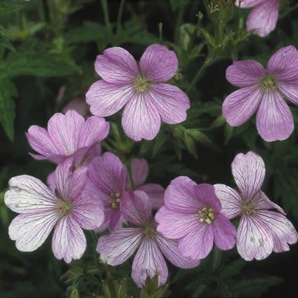 Ooievaarsbek (Geranium endresii 'Wargrave Pink') D 9 H 10 cm