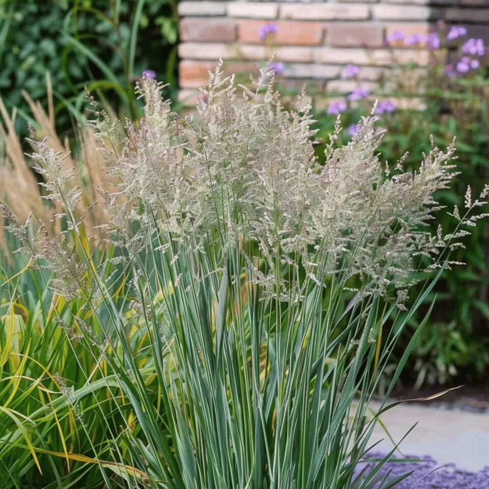 Vingergras - Panicum virgatum 'Heavy Metal' - Hoogte 40-60cm - ⌀23cm