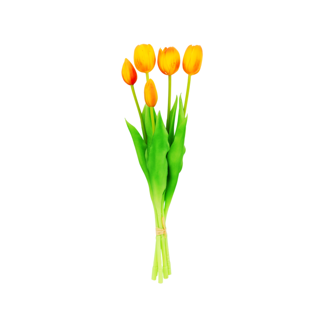 Set de 5 tulipes fermées - Tulipes