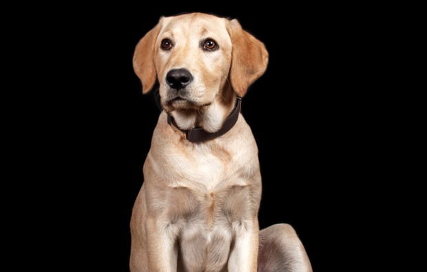 Fotoshooting Tiere in Niederwinkling als besonderes Geschenk