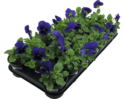 Pansy FloraSelf Viola wittrockiana Ø 9 cm pot willekeurige variëteitselectie