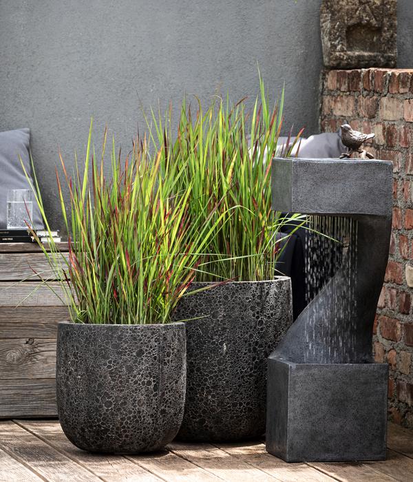 Japanisches Blutgras 'Red Baron'
