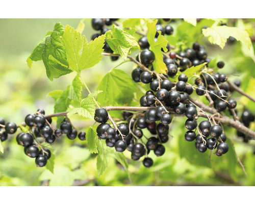 Biologische Zwarte Bes Zuilplant FloraSelf Organic Ribes rubrum 'Titania' Hoogte ca. 120 cm Co 5 L