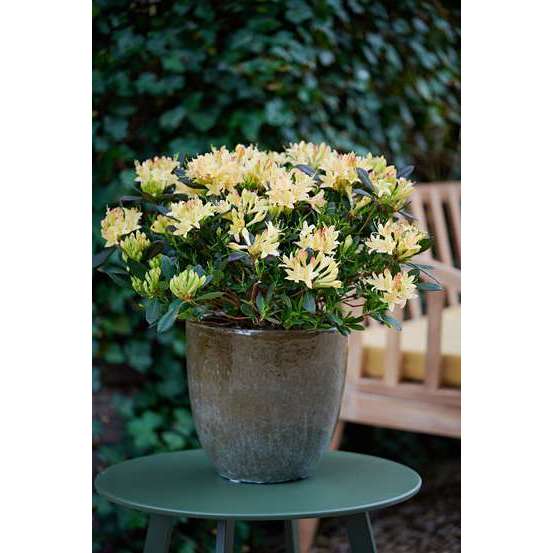 Azalée mollis 'Sweet Salmon' Pot 3L