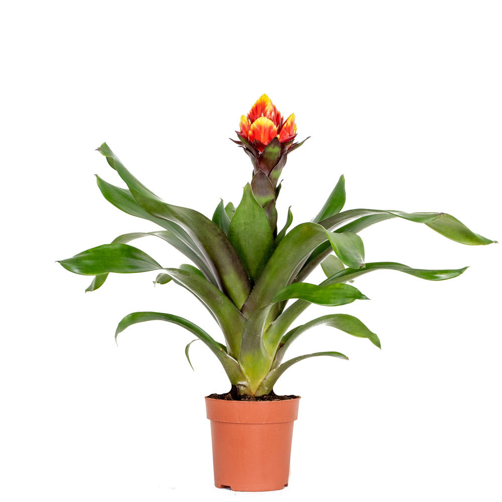 Guzmania crown – plante tube – plante d'intérieur – peu d'entretien – ⌀12 cm – ↕40-50 cm