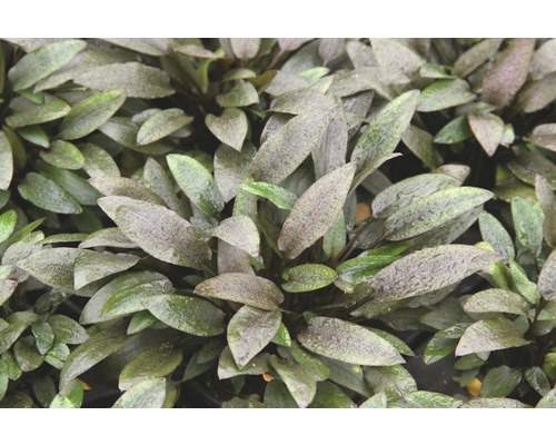 Medium-sized brown water trumpet - Cryptocoryne wendtii C 421