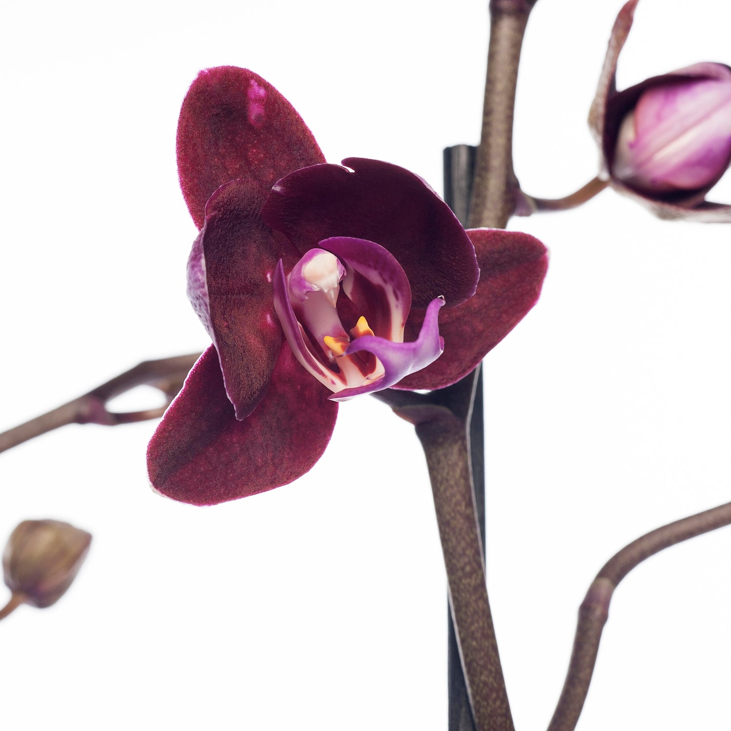 Vlinderorchidee 3 tak (Phalaenopsis) paars D 12 H 55 cm