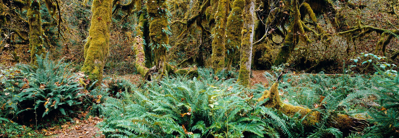 Rain Forest, Pacific Rim, Vancouver Island, British Columbia, Canada by Axel M. Mosler - Limited Edition. Edition of: 150. Signed.