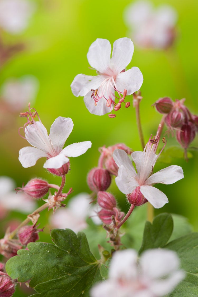 Ooievaarsbek (Geranium macrorrhizum 'Spessart') D 11 H 10 cm