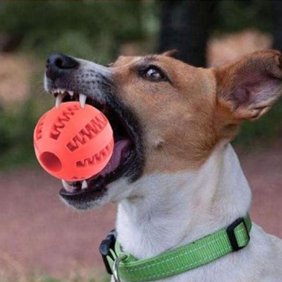 Bola de borracha para adestramento de cães