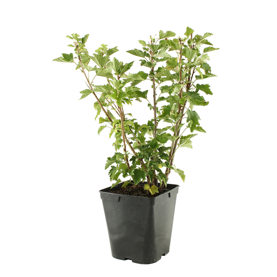 Groseillier à grappes 'Versaillaise blanche': pot de 5 litres