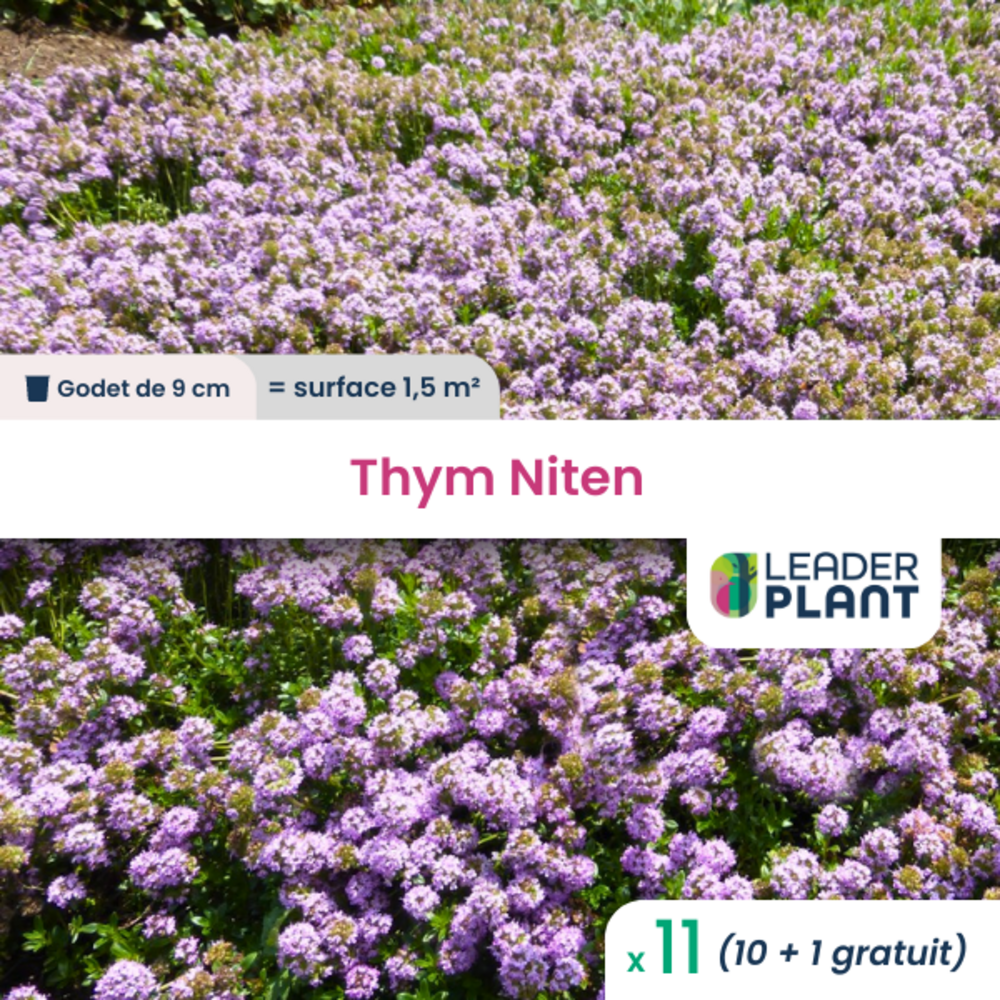 11 x thymus nitens en godet