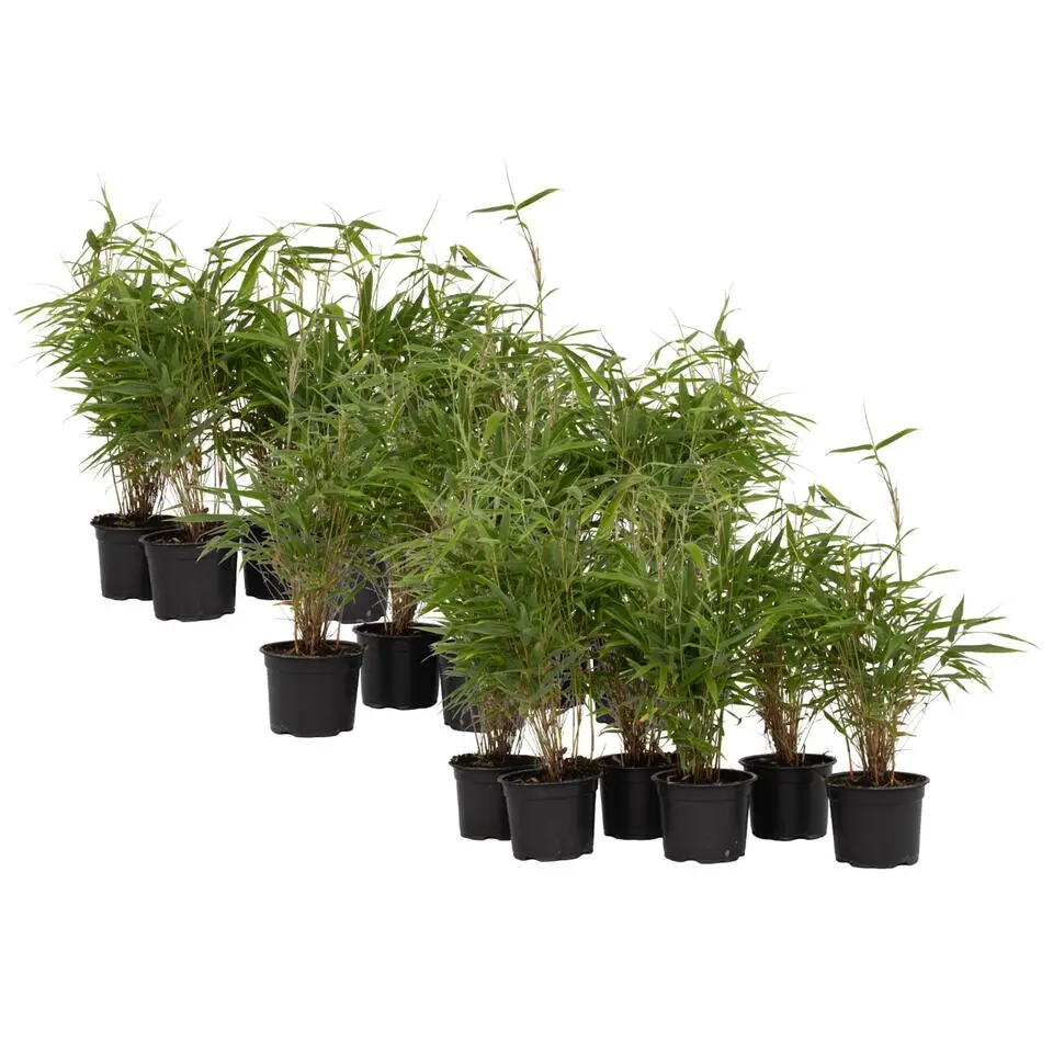 Bamboe - Set van 18 - Fargesia rufa - Hoogte 25-40cm - ⌀13cm