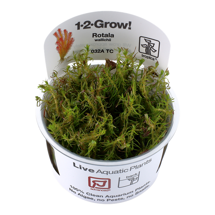 Waterplant Rotala Wallichii