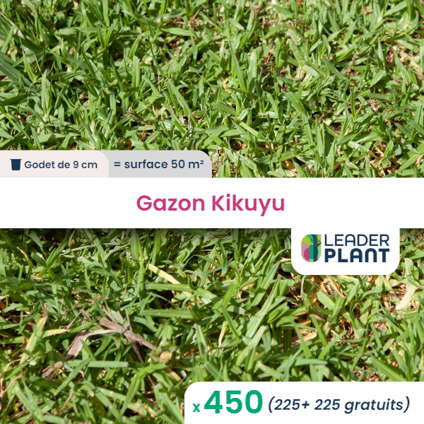 450 x kikuyu / gazon kikuyu en godet