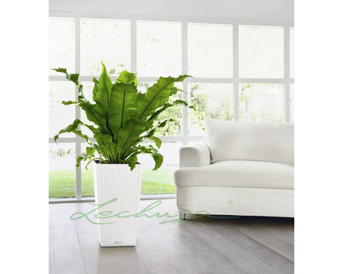 Lechuza Cubico Cottage plantenbak, kunststof, 30x30x56 cm, wit, inclusief zelfbewateringssysteem
