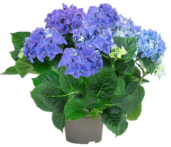 Midi Hortensie - Hydrangea macrophylla,