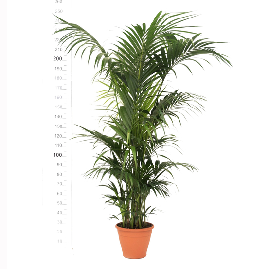 Kentia H200/220cm, 9/10 pieds : pot D40cm
