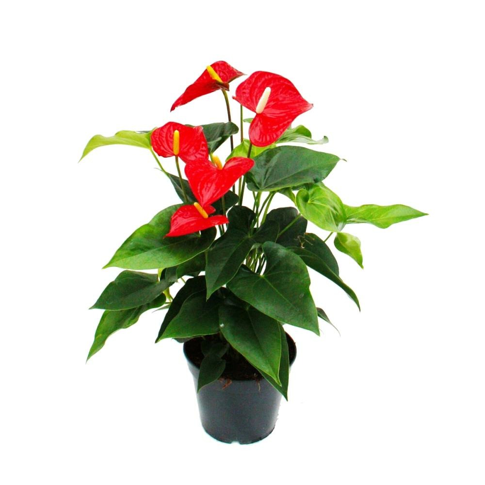 Flamant flamant rouge, anthurium anderanum, pot de 17cm
