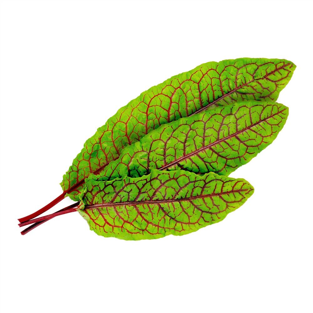Lingot oseille sanguine bio - recharge prête à l'emploi