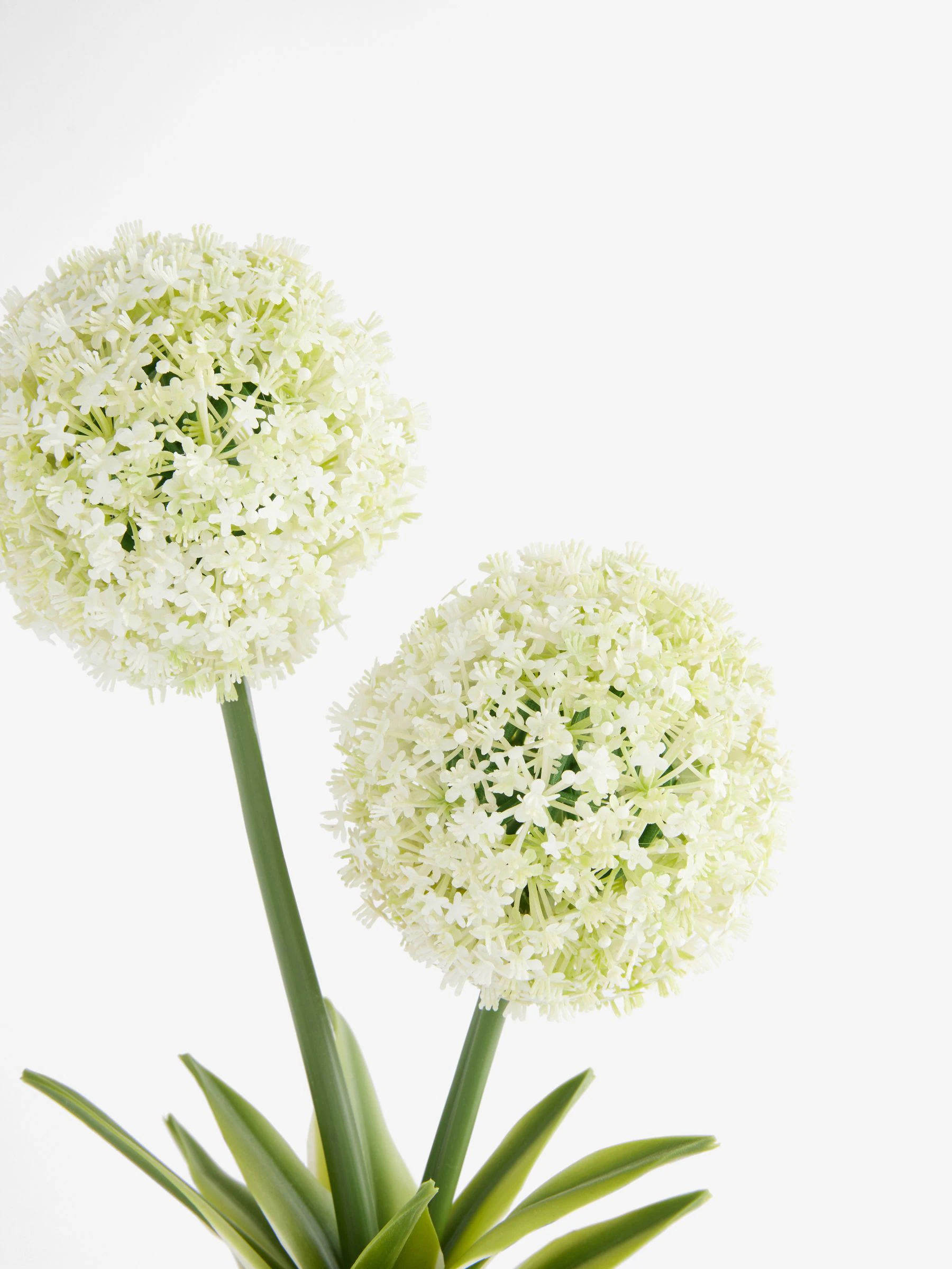 Artificial Allium Plant In Ribbed Ceramic Pot