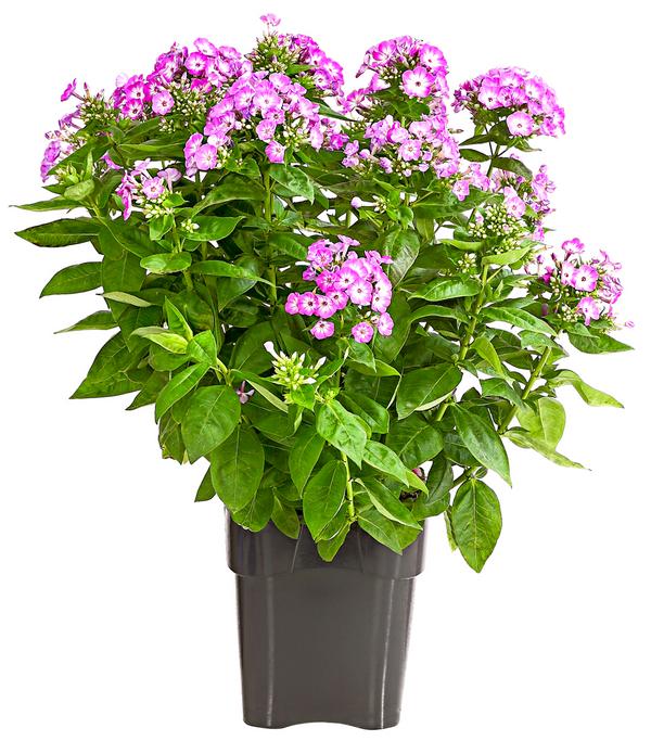 Stauden-Phlox, verschiedene Sorten