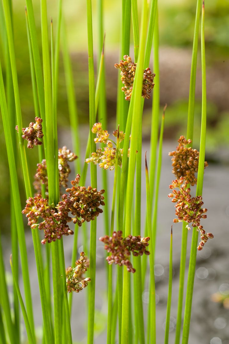 Pitrus (Juncus effusus) D 18 H 30 cm