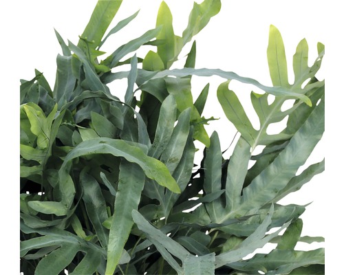 Blauwe eikvaren FloraSelf Phlebodium aureum 'Blue Star' H 30-40 cm Ø 17 cm pot