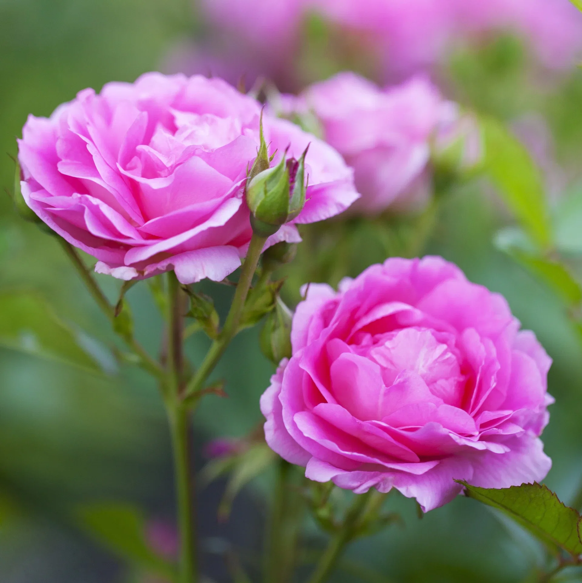 Rosa 'Morden Centennial' 3L Buskrose 'Morden Centennial' Ø19 cm