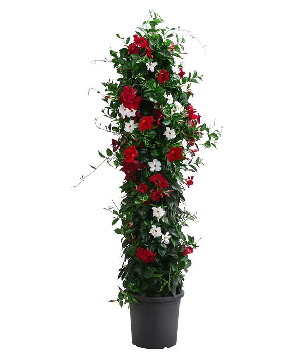 Dipladenie, Pyramide, verschiedene Farben