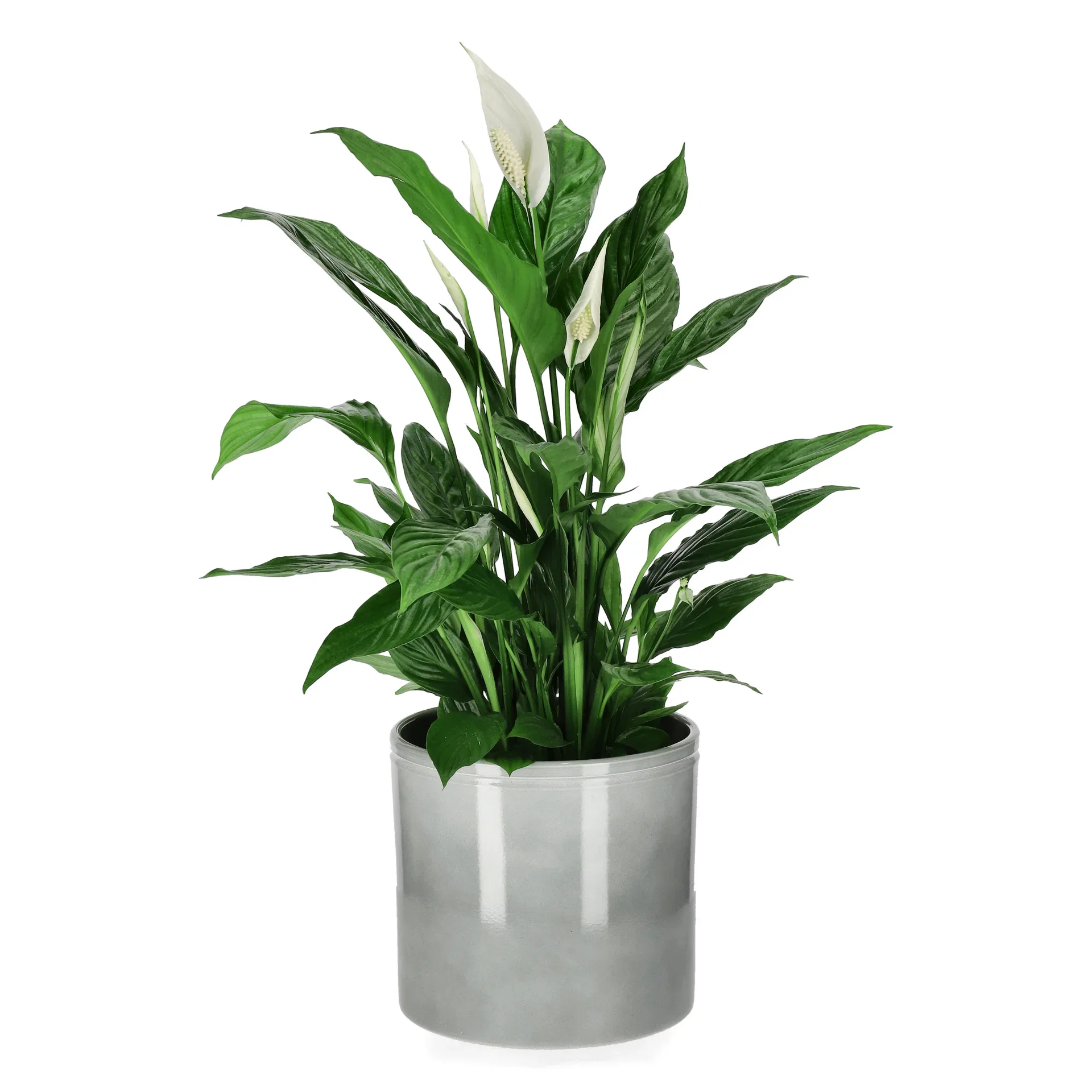 Potte Ada Ø23 cm