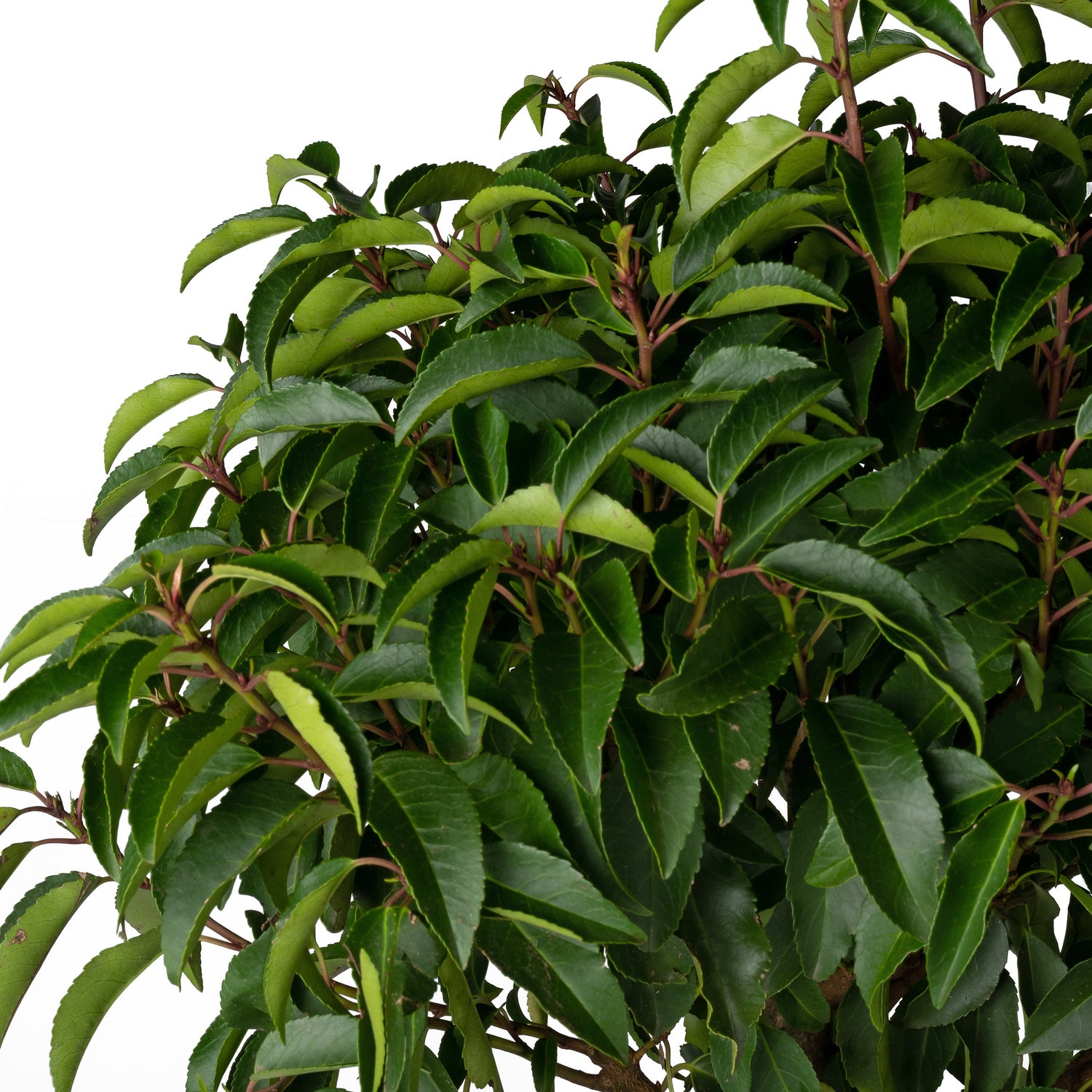 Portugese Laurier (Prunus lusitanica 'Angustifolia') D 27 H 80 cm