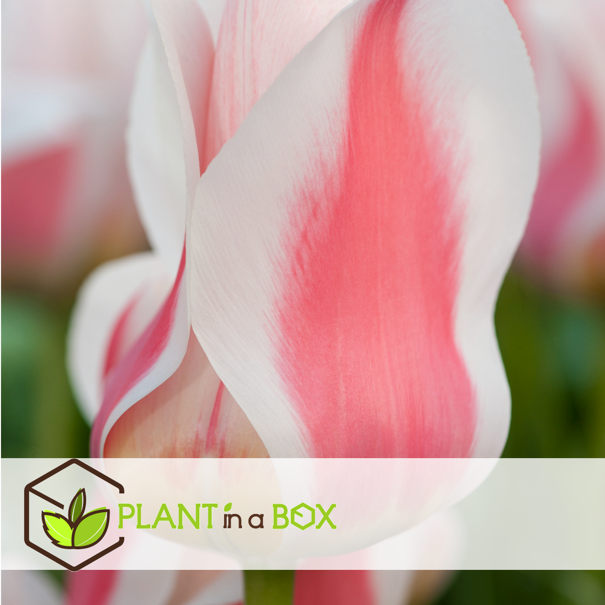 Tulipa willem vd akker - bulbes à fleurs x14 - tulipe bicolore