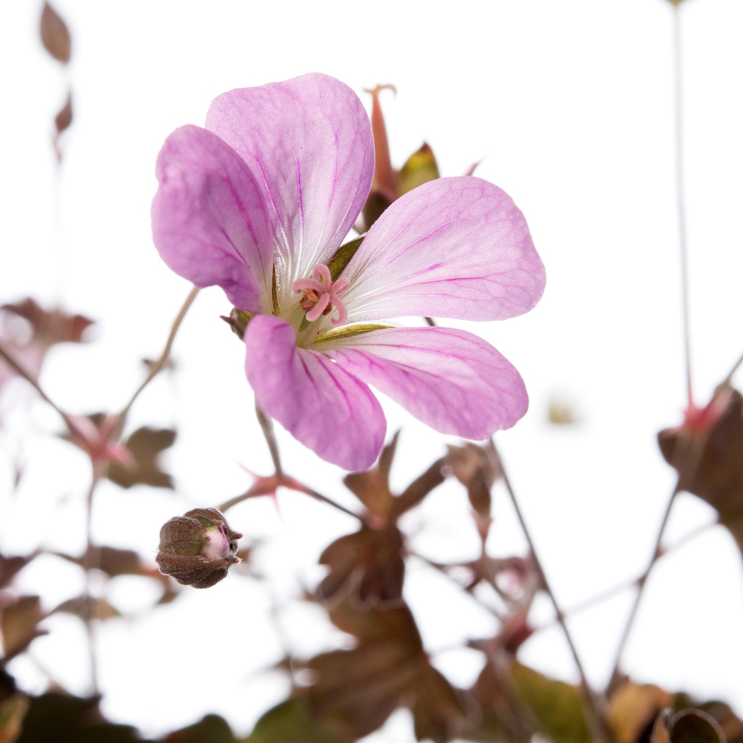 Ooievaarsbek (Geranium 'Dusky Crug') D 11 H 10 cm