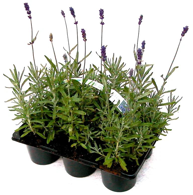 Lavandula x intermedia 'Grosso' Lavendin 'Grosso' 6 pk