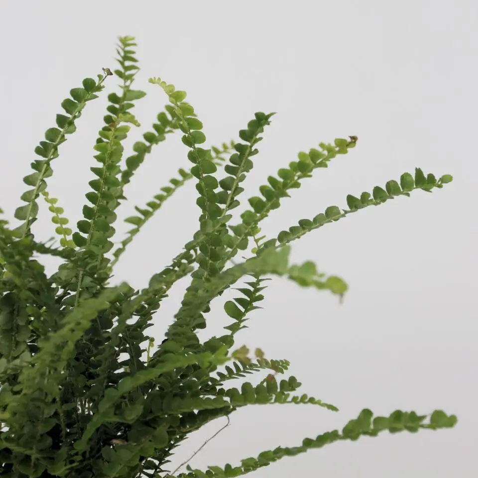 Krulvaren - Nephrolepis 'Duffii' - Hoogte 25-40cm - ⌀12cm